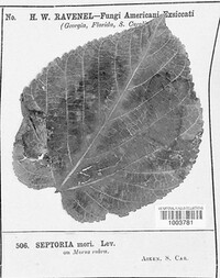 Mycosphaerella mori image